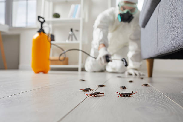 Commercial Rodent Management in Bridgeport